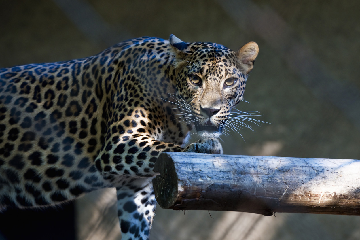 Levhart cejlonský-Panthera pardus kotiya