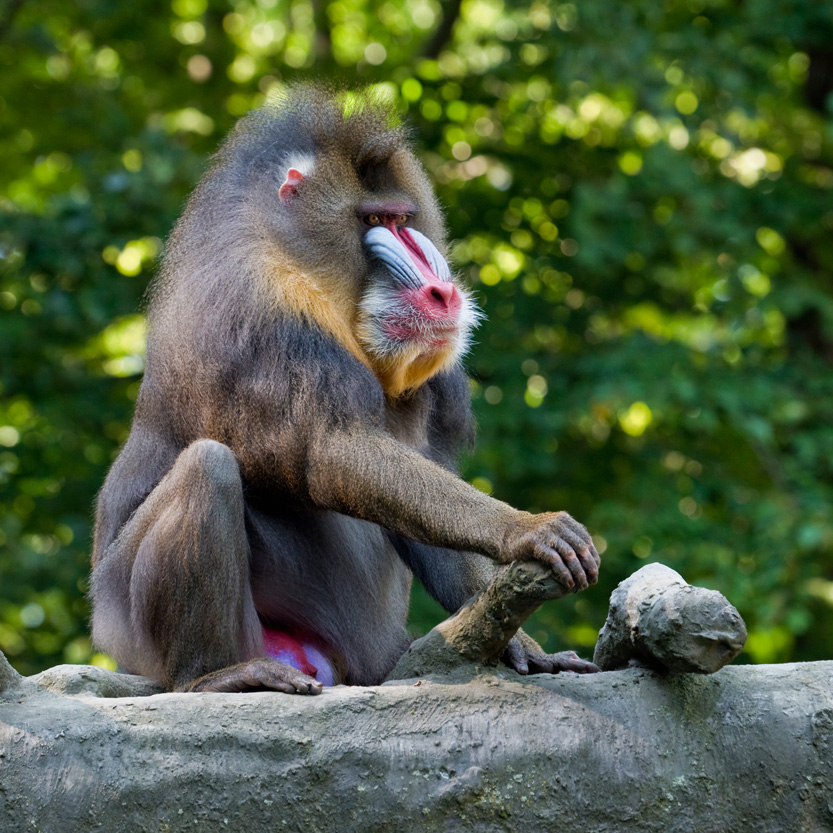 Mandril - Mandrillus sphinx
