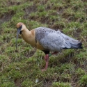 Ibis šedokřídlý-Theristicus melanopis