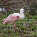 Kolpík růžový-Platalea ajaja