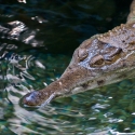 Krokodýl štítnatý