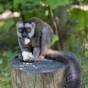 Lemur běločelý-Eulemur albifrons