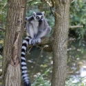 Lemur kata-Lemur catta