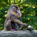 Mandril - Mandrillus sphinx
