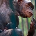 Šimpanz hornoguinejský