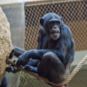 Šimpanz Hornoguinejský-Pan troglodytes...