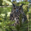 Výr Velký-Bubo bubo bubo